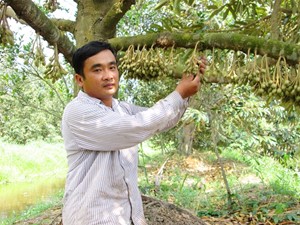 QUẢN LÝ DỊCH HẠI CÂY ĂN TRÁI MÙA MƯA