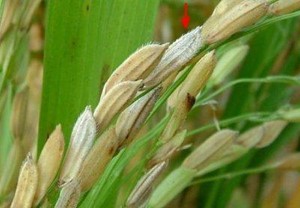 BỆNH LEM LÉP HẠT HẠI LÚA