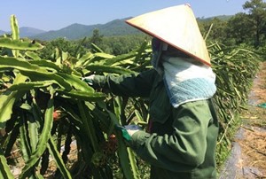 MÔ HÌNH ĐỘC ĐÁO: CHO THANH LONG RUỘT ĐỎ LEO GIÀN