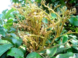 BỆNH DO PHYTOPLASMA GÂY HẠI TRÊN CÂY TRỒNG