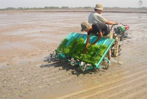 MÔ HÌNH GIẢM LƯỢNG GIỐNG GIEO SẠ