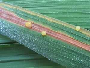Những dịch bệnh hại cần chú ý trong tuần (15 - 21/10)