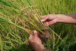 1.400ha lúa đông xuân muộn ngoài kế hoạch bị nhiễm mặn