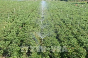 Tưới tiên tiến giúp tiết kiệm 20 triệu đồng/ha/năm trong sản xuất