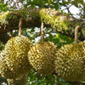 Giá sầu riêng tăng cao