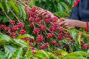 TIỀM NĂNG, LỢI THẾ CỦA TÂY NGUYÊN PHẢI TRỞ THÀNH NGUỒN LỰC PHÁT