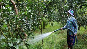 Sản xuất nông nghiệp ở ĐBSCL: Thích ứng linh hoạt với hạn mặn