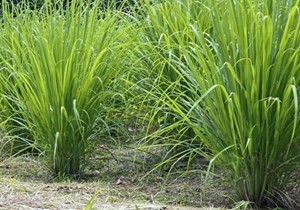 Huyện cù lao Tân Phú Đông (Tiền Giang): Trồng sả cho hiệu quả kinh tế cao