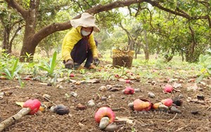 Bình Phước: Nỗi niềm của những nông dân trồng điều sạch, năng suất, giá điều bao nhiêu mới sống nổi?