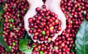 Xuất khẩu cà phê đạt mức cao kỷ lục