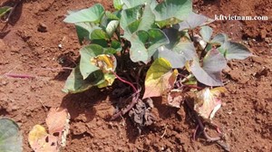 BỆNH CHẾT DÂY TRÊN CÂY KHOAI LANG