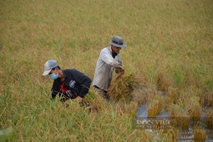 Trồng lúa trên đất nuôi tôm, nhẹ chi phí, làm ra hạt gạo ngon, con tôm sạch, nông dân Cà Mau đua nhau làm