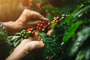 Cà phê cảnh quan tạo khác biệt cho nông nghiệp Tây Nguyên