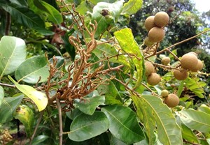 BỆNH CHỔI RỒNG HẠI NHÃN VÀ CÁCH PHÒNG TRỊ