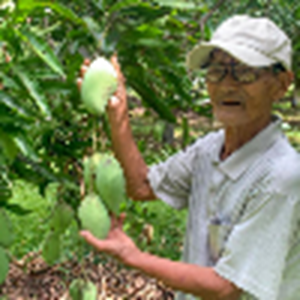 Giá xoài xuống thấp, nông dân Ea Súp lo lắng tìm đầu ra