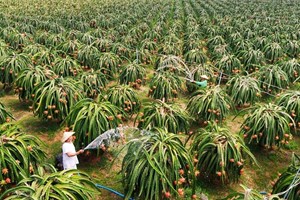 Bình Thuận đặt mục tiêu đạt 11.900 ha thanh long VietGAP
