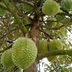 Chuyên nghiệp hóa sản xuất để sầu riêng xuất chính ngạch đi Trung Quốc