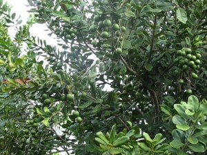 Rộng mở triển vọng mắc ca Đam Rông