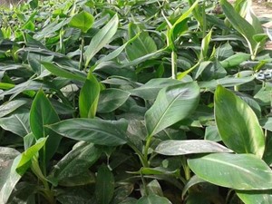 Nghiên cứu trồng chuối tiêu hàng hóa ở huyện miền núi Đakrông