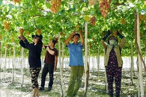 Phát triển cây trồng giá trị cao vùng hạ du thuỷ lợi Tân Mỹ