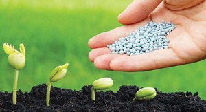 Cắt giảm phân bón, tiến thoái lưỡng nan