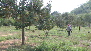 Sức hút sầu riêng bazan Bình Phước