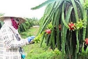 Từng "làm mưa làm gió", giờ đây nông dân nơi này của Bà Rịa-Vũng Tàu đành xót xa múc bỏ hàng loạt cây thanh long