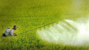 Chú ý phòng trừ sâu bệnh hại lúa hè thu