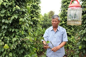 Người nông dân tự chế thuốc thảo dược diệt ruồi vàng hiệu quả