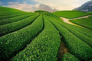 Pakistan bắt đầu siết chặt kiểm tra chè Việt Nam