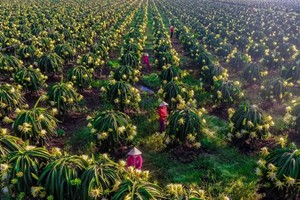 Tìm đầu ra ổn định cho nông sản